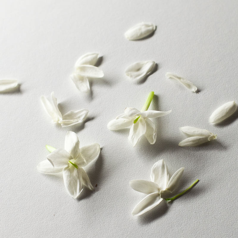 Flores y pétalos de jazmín frescos