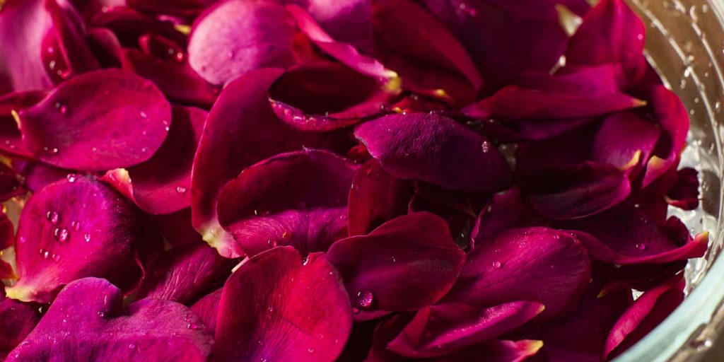 rose petals