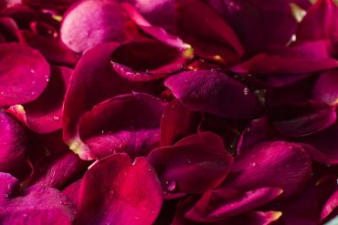 rose petals