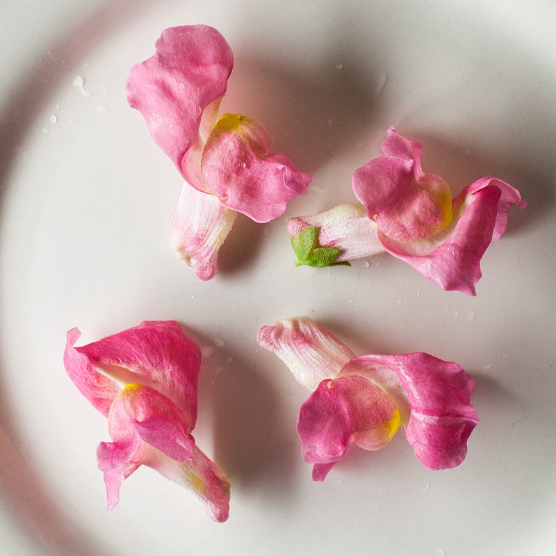 pink snapdragon flowers on plate