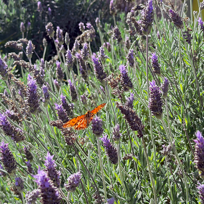wild lavender and orange butterfly