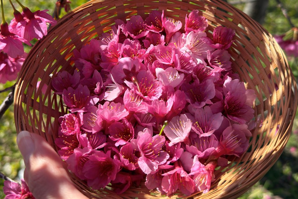 pink peach blossoms in basket with hand