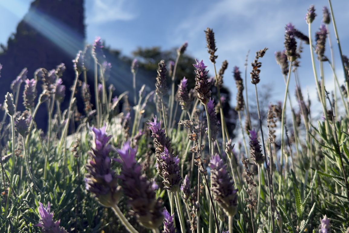 wild lavender plants cypress and sky